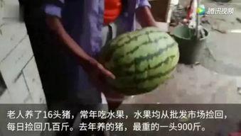 吃瓜有视频那种,揭秘网络视频背后的娱乐真相