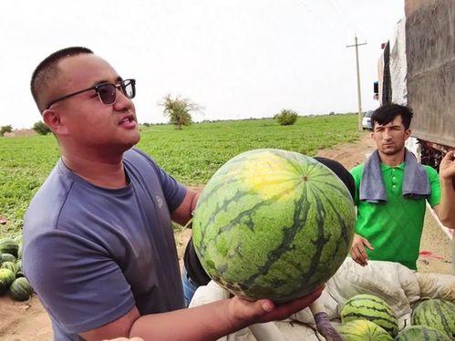 吃瓜西瓜翻车视频大全,视频大全揭秘网络热点背后的真相