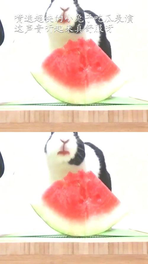 吃瓜很快的视频,揭秘热门视频背后的精彩瞬间