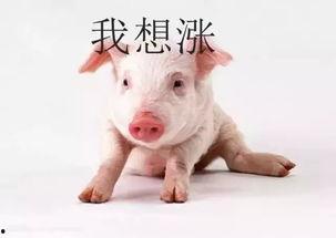 小猪吃羊角瓜好吗图片视频,趣味视频揭示萌宠美食之旅