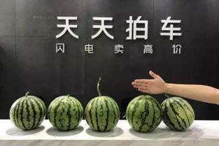 八卦吃瓜赣州话视频大全,方言魅力尽展赣南风情