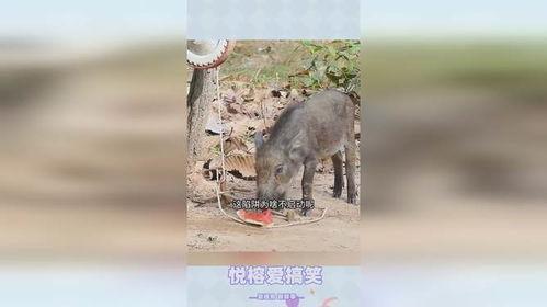 大猪吃瓜的视频大全,揭秘热门视频背后的趣味故事