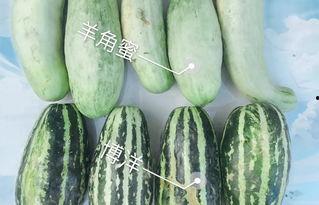 网红吃瓜的视频免费看,免费观看，揭秘娱乐圈幕后故事
