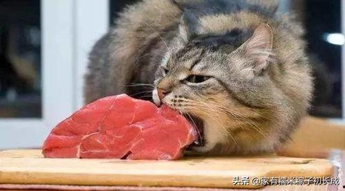 猫和老公吃大瓜视频,欢乐瞬间温馨呈现