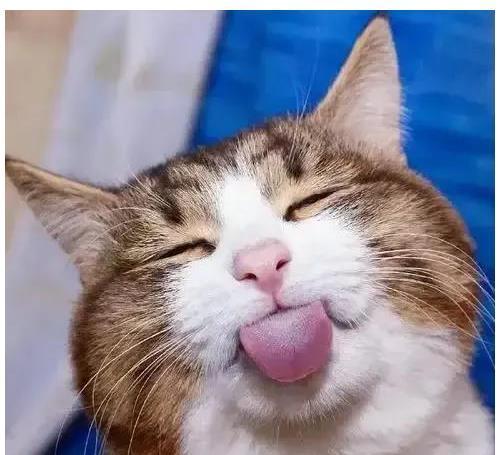 猫和老公吃大瓜视频,欢乐瞬间温馨呈现