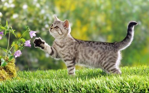 吃瓜群众的猫吵架视频,吃瓜群众见证一场猫界“宫斗”